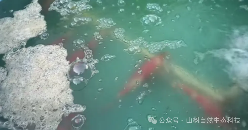 【鱼池急救站】“一夜白头”——突发性水浑+泡沫! 你中招了吗？
