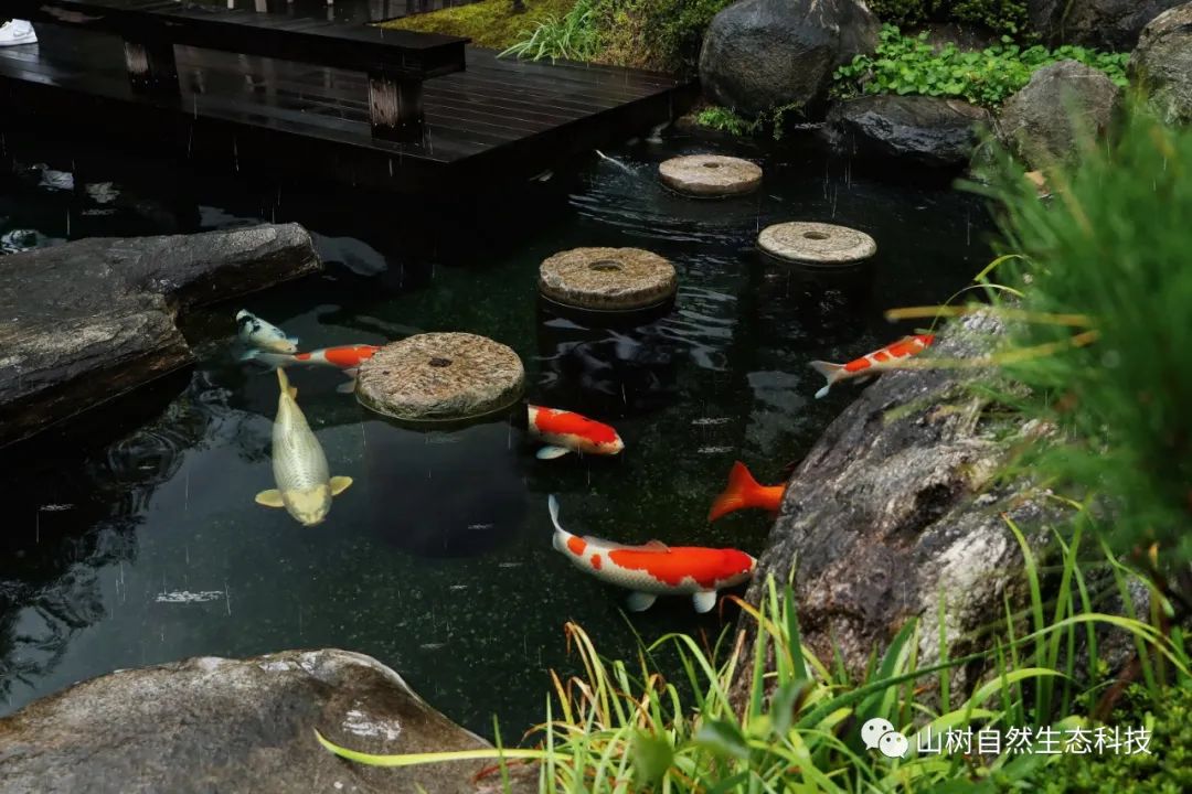 又是一年多雨季，您给鱼池增氧了吗？