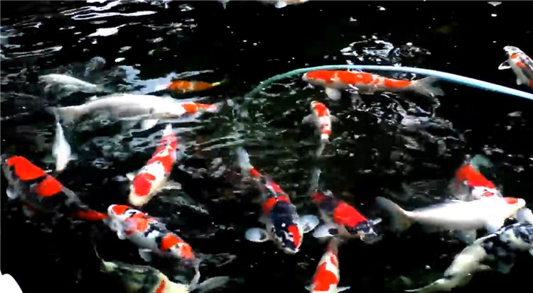 【山树与您共赏】最是人间好颜色，红冠一品献将来