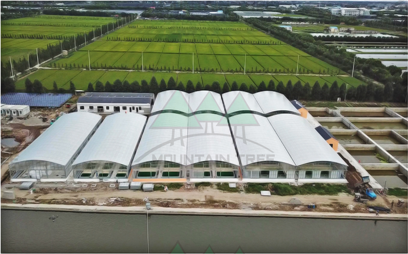 上海荔虹锦鲤（千亩大型）养殖场