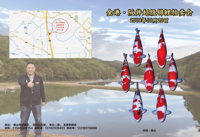 金港·阪井超级锦鲤拍卖会
